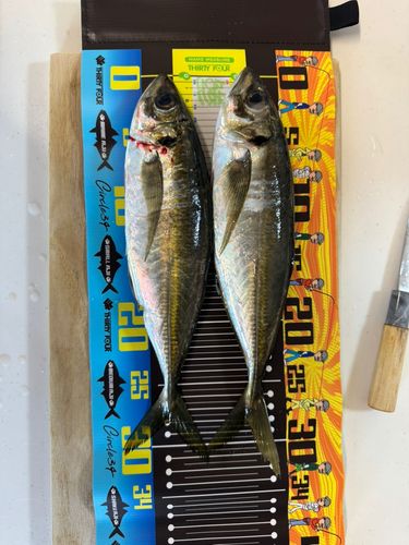 マアジの釣果