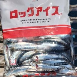 カタクチイワシ