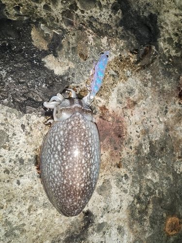 シリヤケイカの釣果