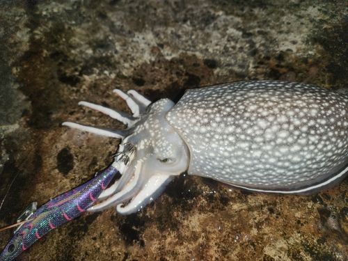 シリヤケイカの釣果