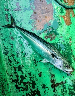 サバの釣果