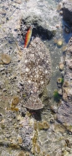 ソゲの釣果