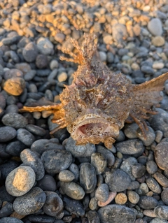 オニオコゼの釣果