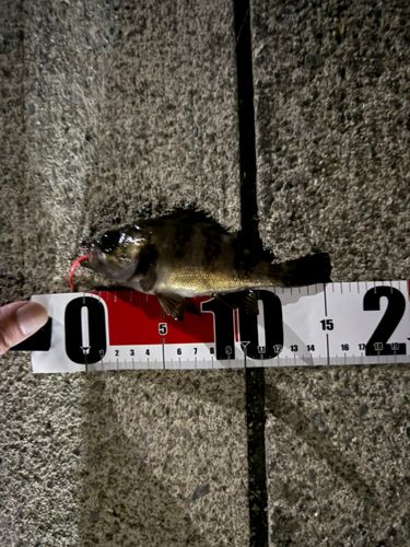 シロメバルの釣果