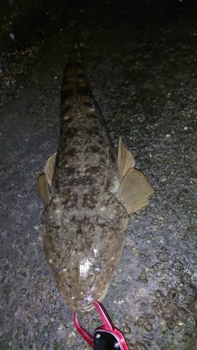 マゴチの釣果