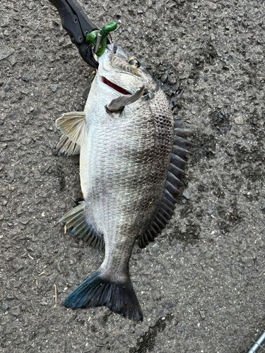 チヌの釣果