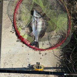 クロダイ