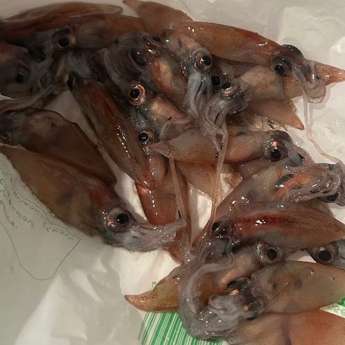 ホタルイカの釣果