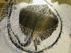 アカエイの釣果