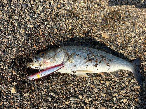 フッコ（マルスズキ）の釣果