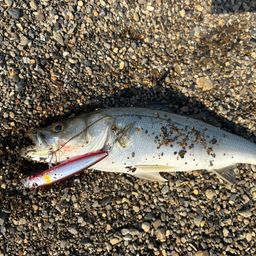 フッコ（マルスズキ）