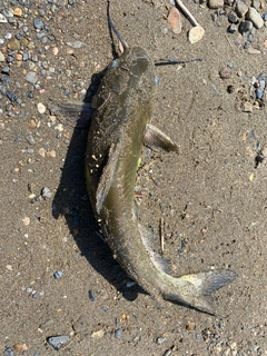 アメリカナマズの釣果