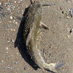 アメリカナマズ