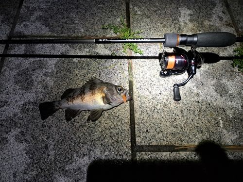 メバルの釣果