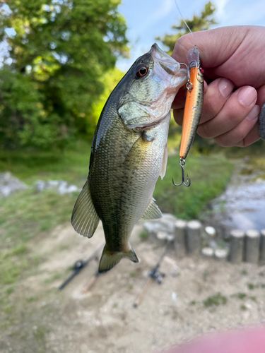 ラージマウスバスの釣果