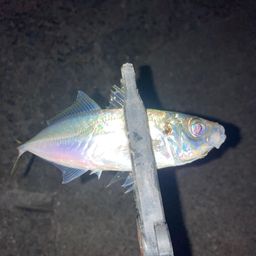 アジ