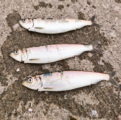 ニシンの釣果