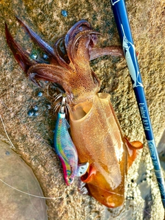 イカの釣果