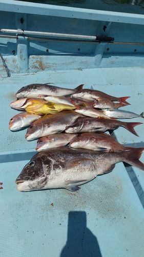 タイの釣果