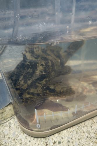 タケノコメバル
