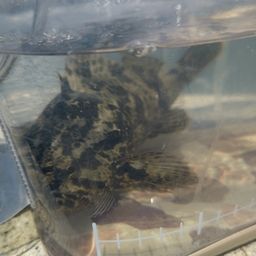 タケノコメバル