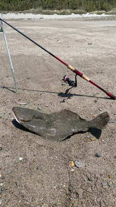 ヒラメの釣果