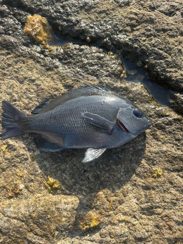 メジナの釣果