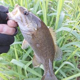 スモールマウスバス