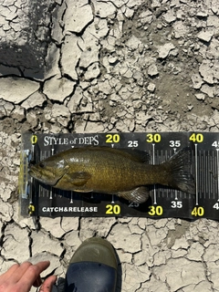 スモールマウスバスの釣果