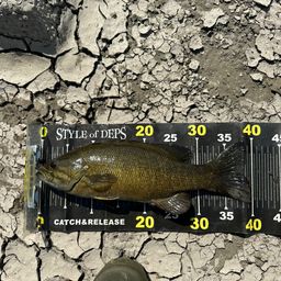 スモールマウスバス