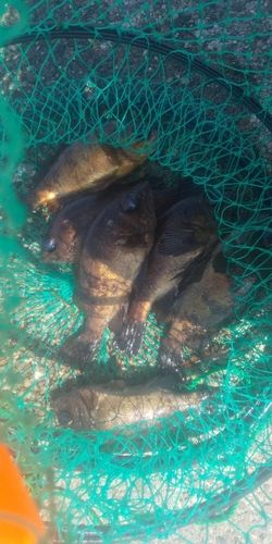 メバルの釣果