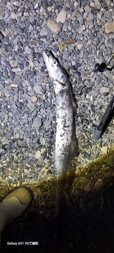 タチウオの釣果