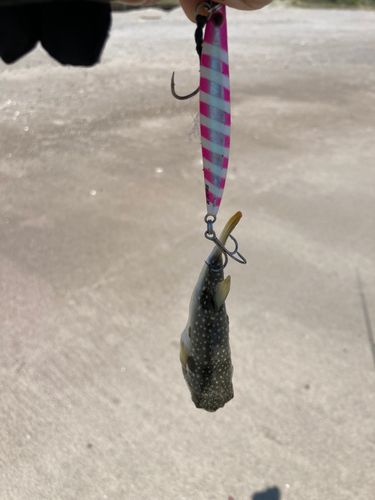 フグの釣果