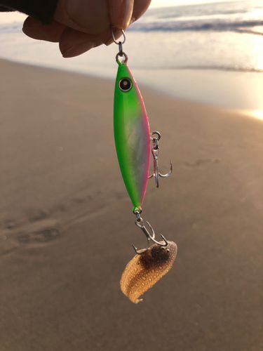 シタビラメの釣果