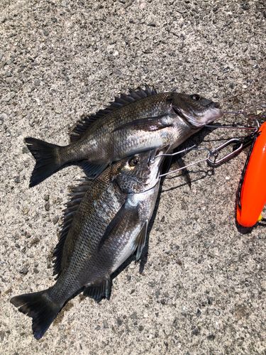 釣果