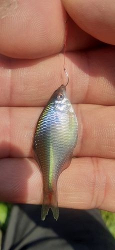 タイリクバラタナゴの釣果