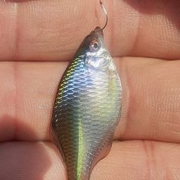 タイリクバラタナゴ