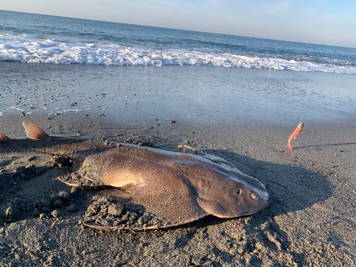 カスザメの釣果