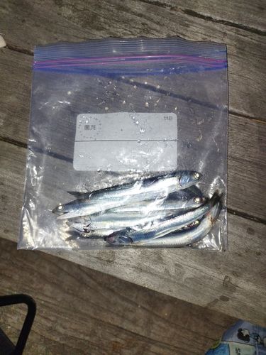 イワシの釣果