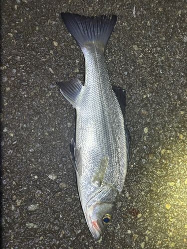 セイゴ（ヒラスズキ）の釣果