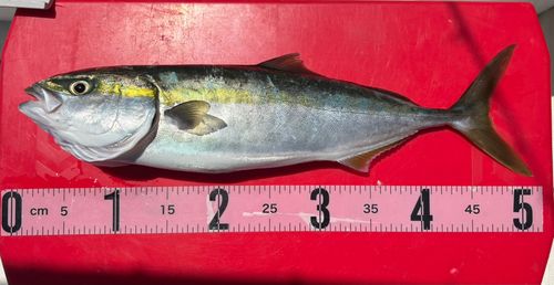 ハマチの釣果