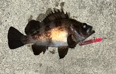メバルの釣果
