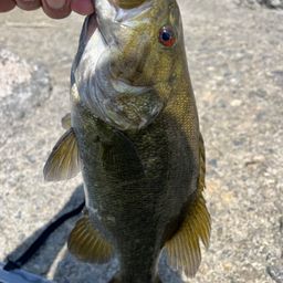 スモールマウスバス