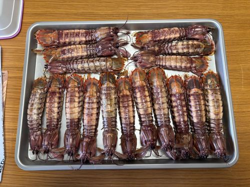 シャコエビの釣果