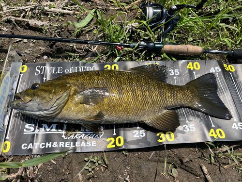 スモールマウスバスの釣果