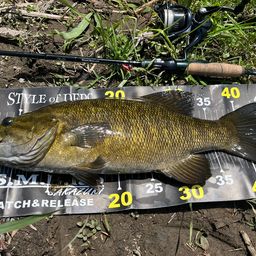 スモールマウスバス