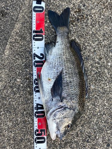 チヌの釣果