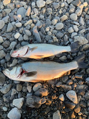 ヒラスズキの釣果