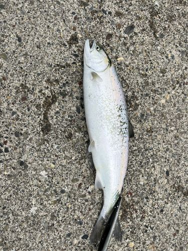 サクラマスの釣果