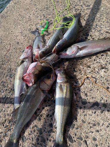 シーバスの釣果